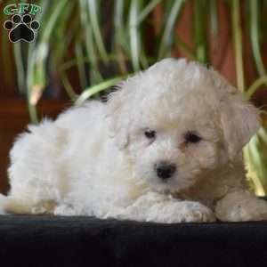 Twinkle, Bichon Frise Puppy