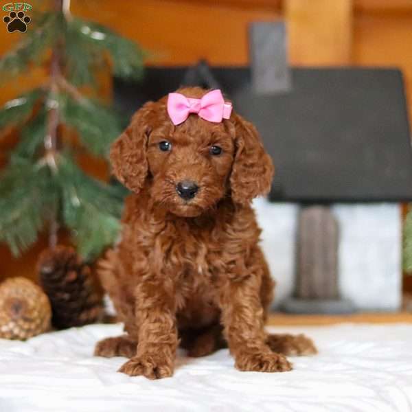 Twinkle, Goldendoodle Puppy