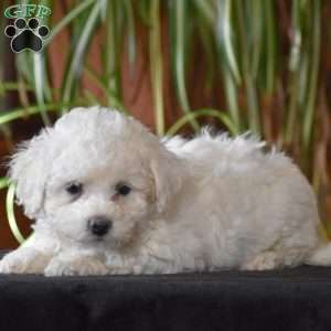 Twinkle, Bichon Frise Puppy