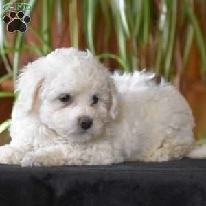 Twinkle, Bichon Frise Puppy