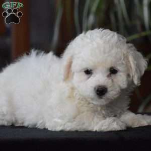 Twinkle, Bichon Frise Puppy