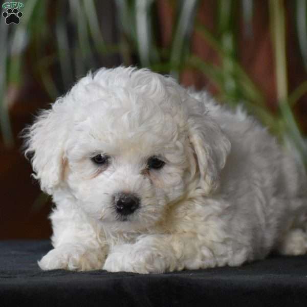 Twinkle, Bichon Frise Puppy