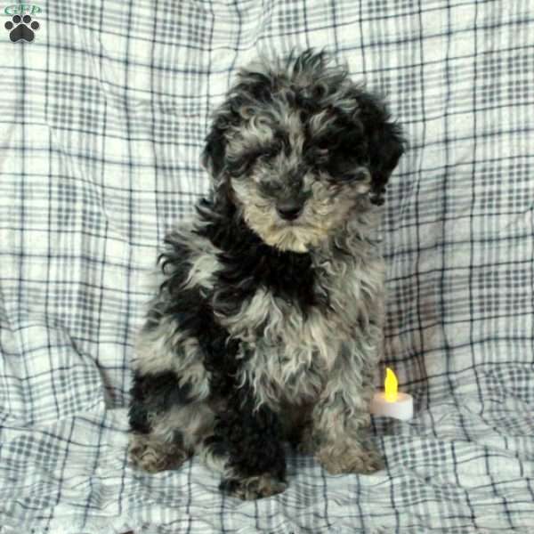 Twister, Mini Goldendoodle Puppy