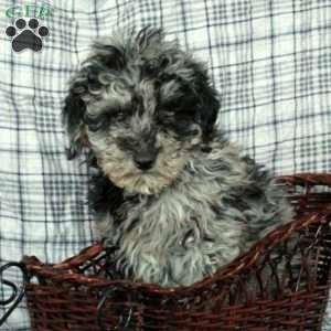 Twister, Mini Goldendoodle Puppy