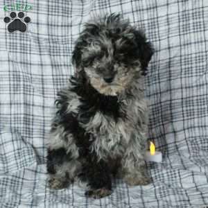 Twister, Mini Goldendoodle Puppy