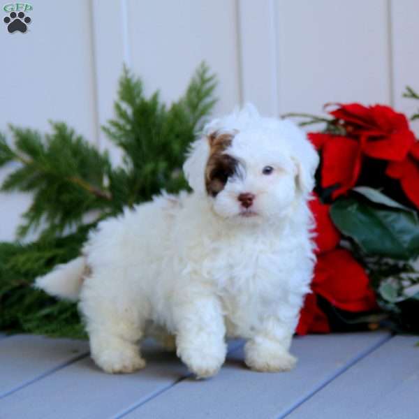 Tyler, Shih-Poo Puppy