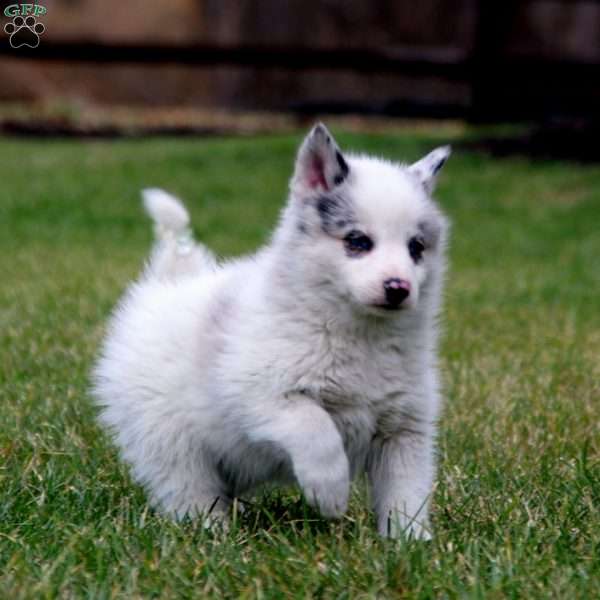 Tyler, Pomsky Puppy