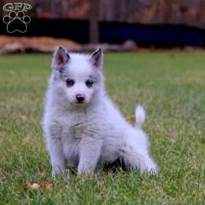 Tyler, Pomsky Puppy