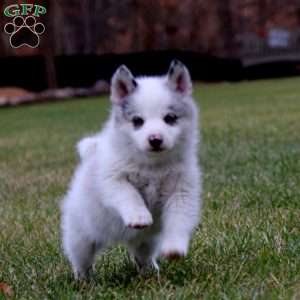 Tyler, Pomsky Puppy