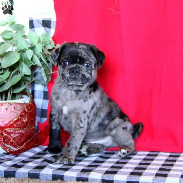 Tyson, Pug Puppy