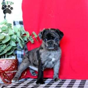 Tyson, Pug Puppy