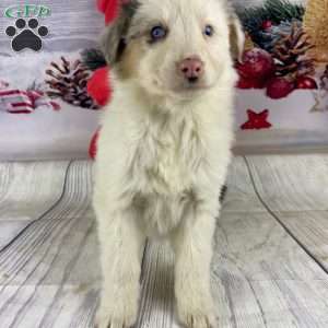 Janelle, Australian Shepherd Puppy