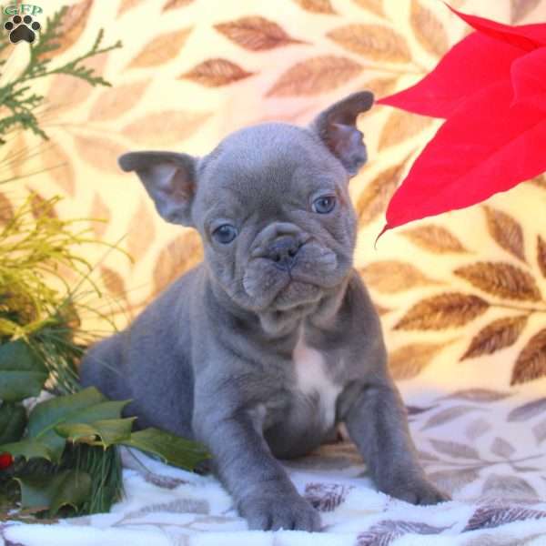 Val, French Bulldog Puppy