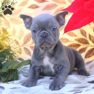 Val, French Bulldog Puppy