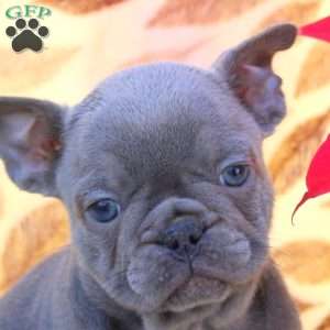 Val, French Bulldog Puppy