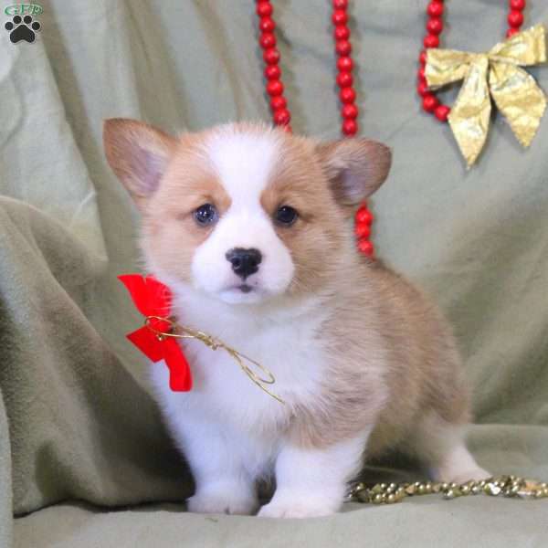 Valor, Pembroke Welsh Corgi Puppy