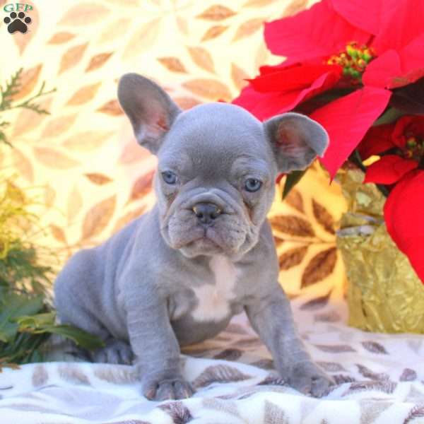 Valor, French Bulldog Puppy