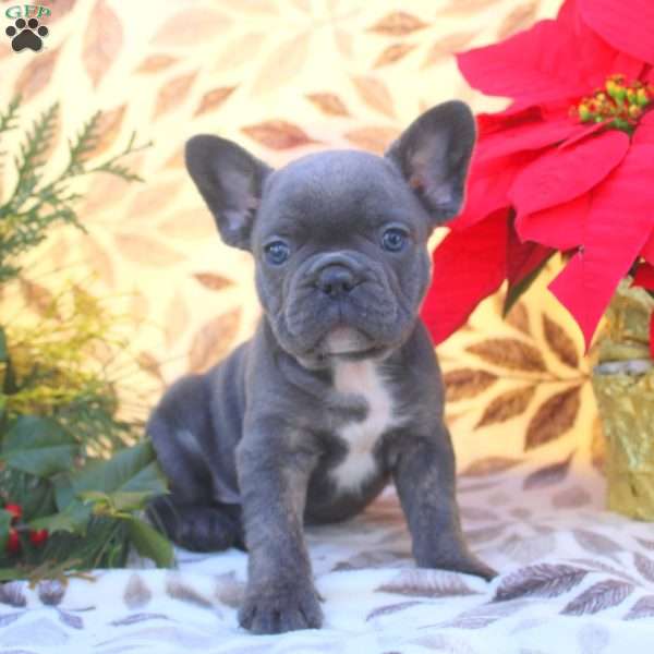 Vance, French Bulldog Puppy