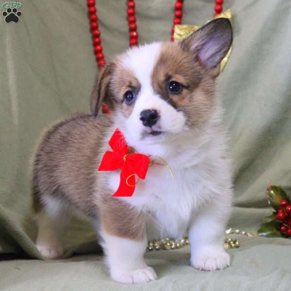 Vance, Pembroke Welsh Corgi Puppy