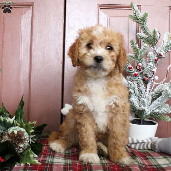 Vanessa, Mini Goldendoodle Puppy