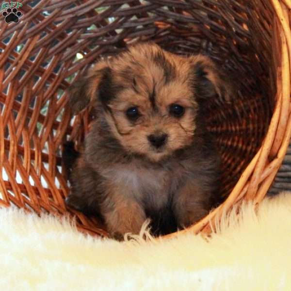 Vaughn, Yorkie-Chon Puppy