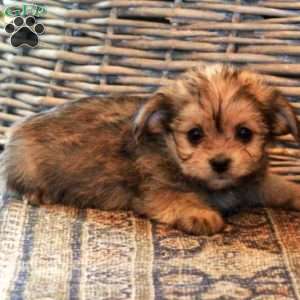 Vaughn, Yorkie-Chon Puppy