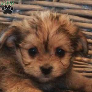 Vaughn, Yorkie-Chon Puppy