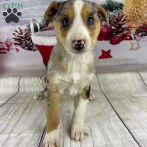 Jackson, Australian Shepherd Puppy