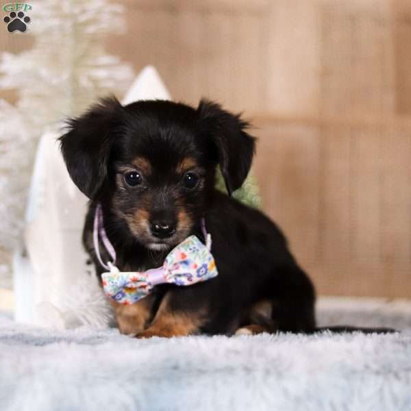 Velvet, Dachshund Mix Puppy