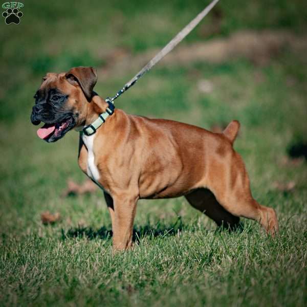 Velvet, Boxer Puppy