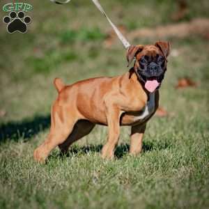 Velvet, Boxer Puppy