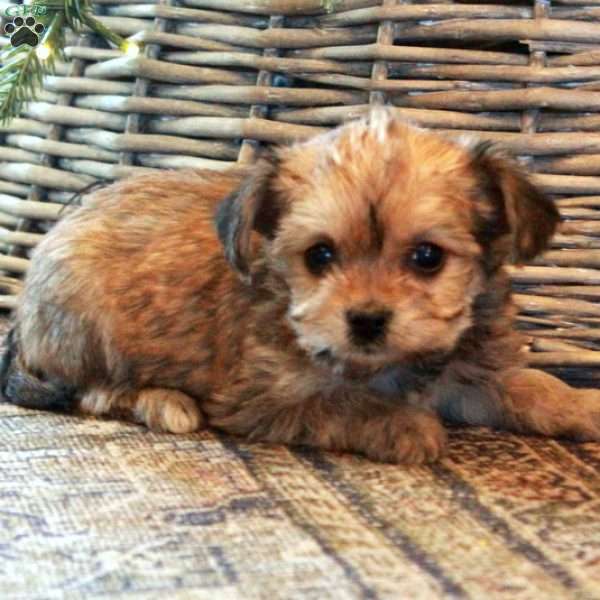 Vera, Yorkie-Chon Puppy