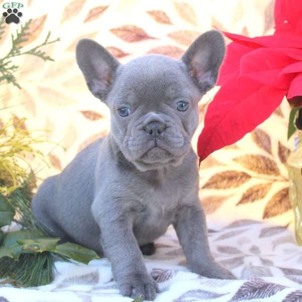 Vera, French Bulldog Puppy