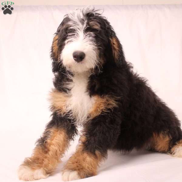 Vera, Mini Bernedoodle Puppy