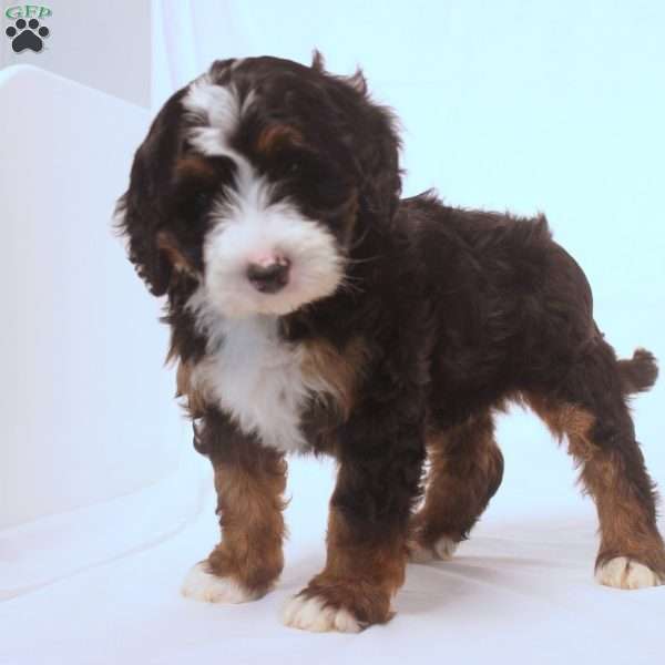 Vera, Mini Bernedoodle Puppy