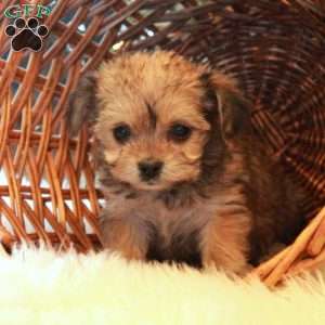 Vera, Yorkie-Chon Puppy