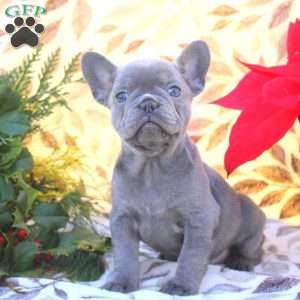 Vera, French Bulldog Puppy