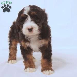 Vera, Mini Bernedoodle Puppy