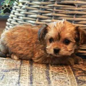 Vera, Yorkie-Chon Puppy