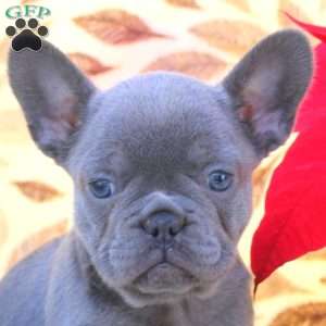 Vera, French Bulldog Puppy