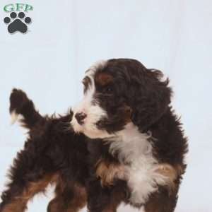 Vera, Mini Bernedoodle Puppy