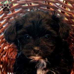 Veronica, Yorkie-Chon Puppy