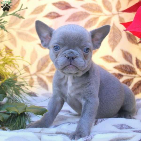 Vesper, French Bulldog Puppy