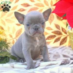 Vesper, French Bulldog Puppy