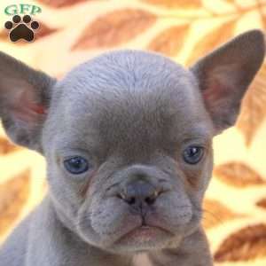 Vesper, French Bulldog Puppy