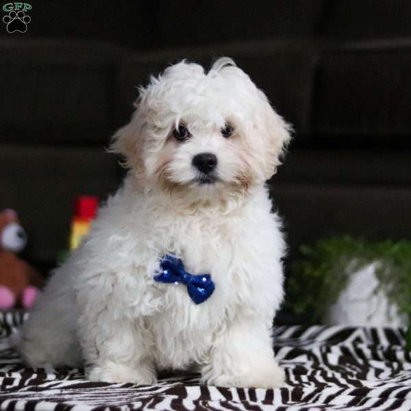 Victor, Lhasa-Poo Puppy