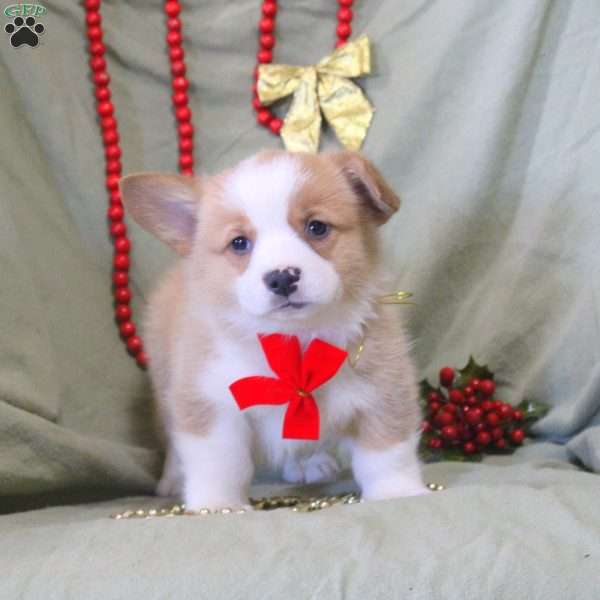 Victor, Pembroke Welsh Corgi Puppy