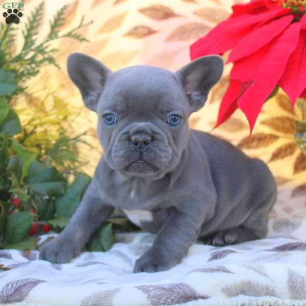 Victor, French Bulldog Puppy