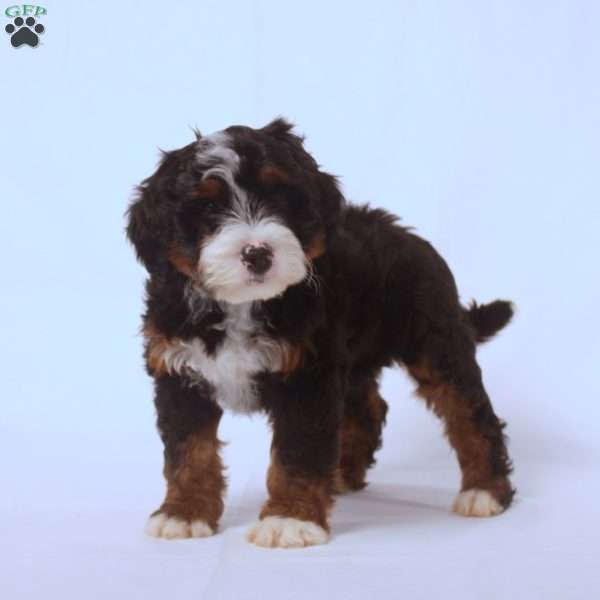 Victoria, Mini Bernedoodle Puppy