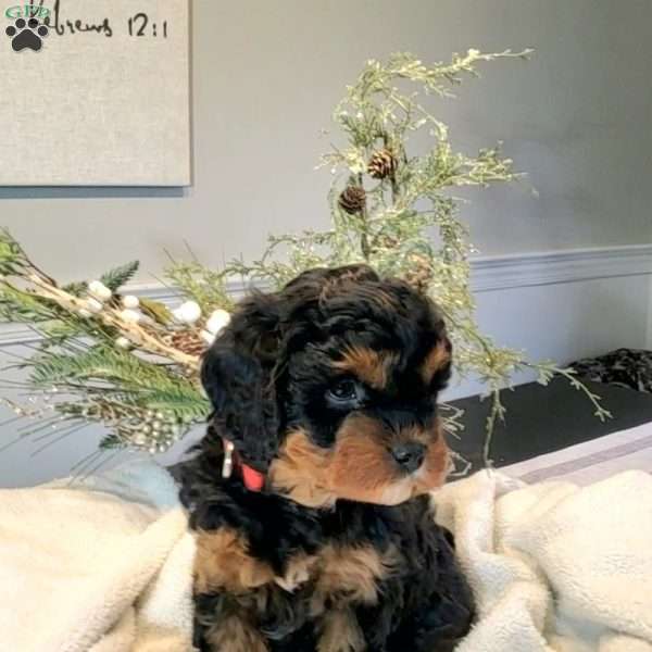 Molly, Cavapoo Puppy